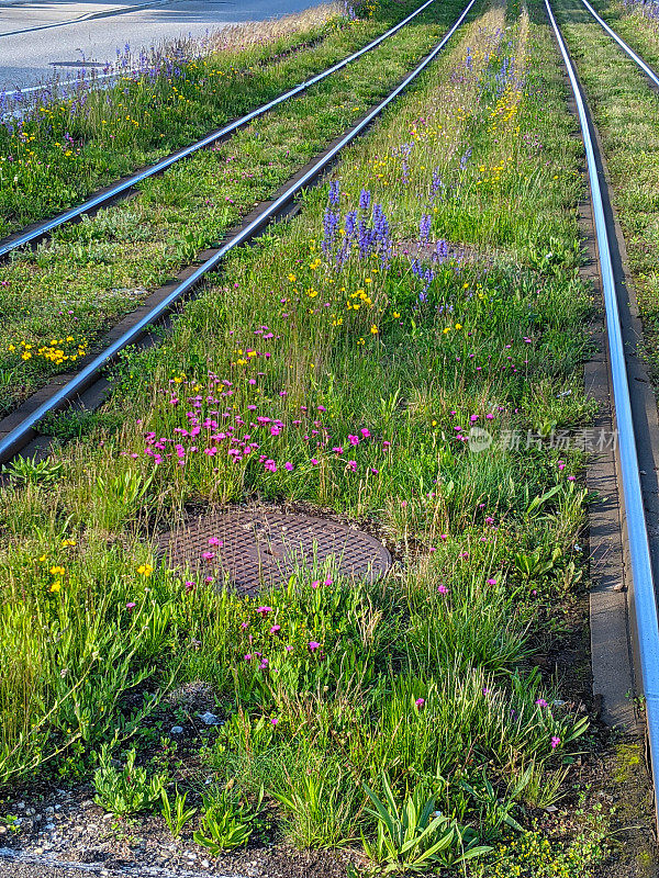 瑞士沃维沃(Vevey Vaud)的铁路沿线生长着春天的花朵